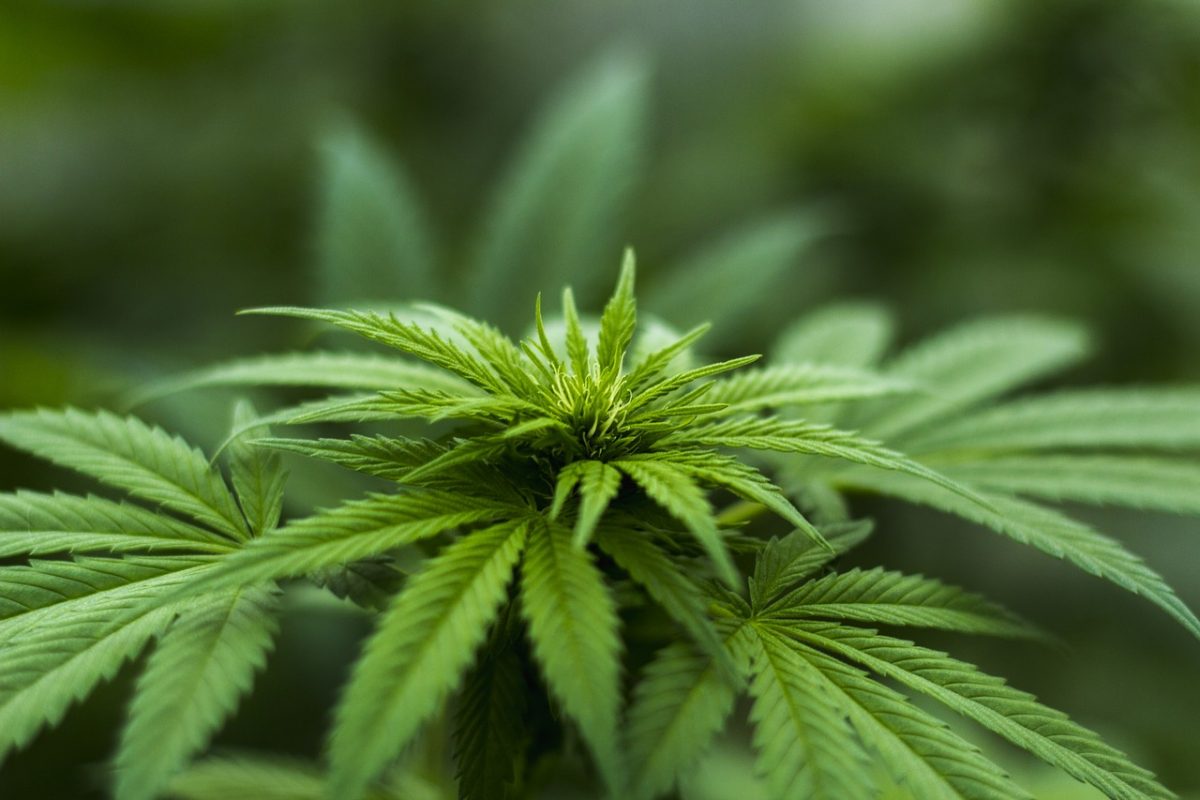 Штат легализовал марихуану биробиджан марихуана