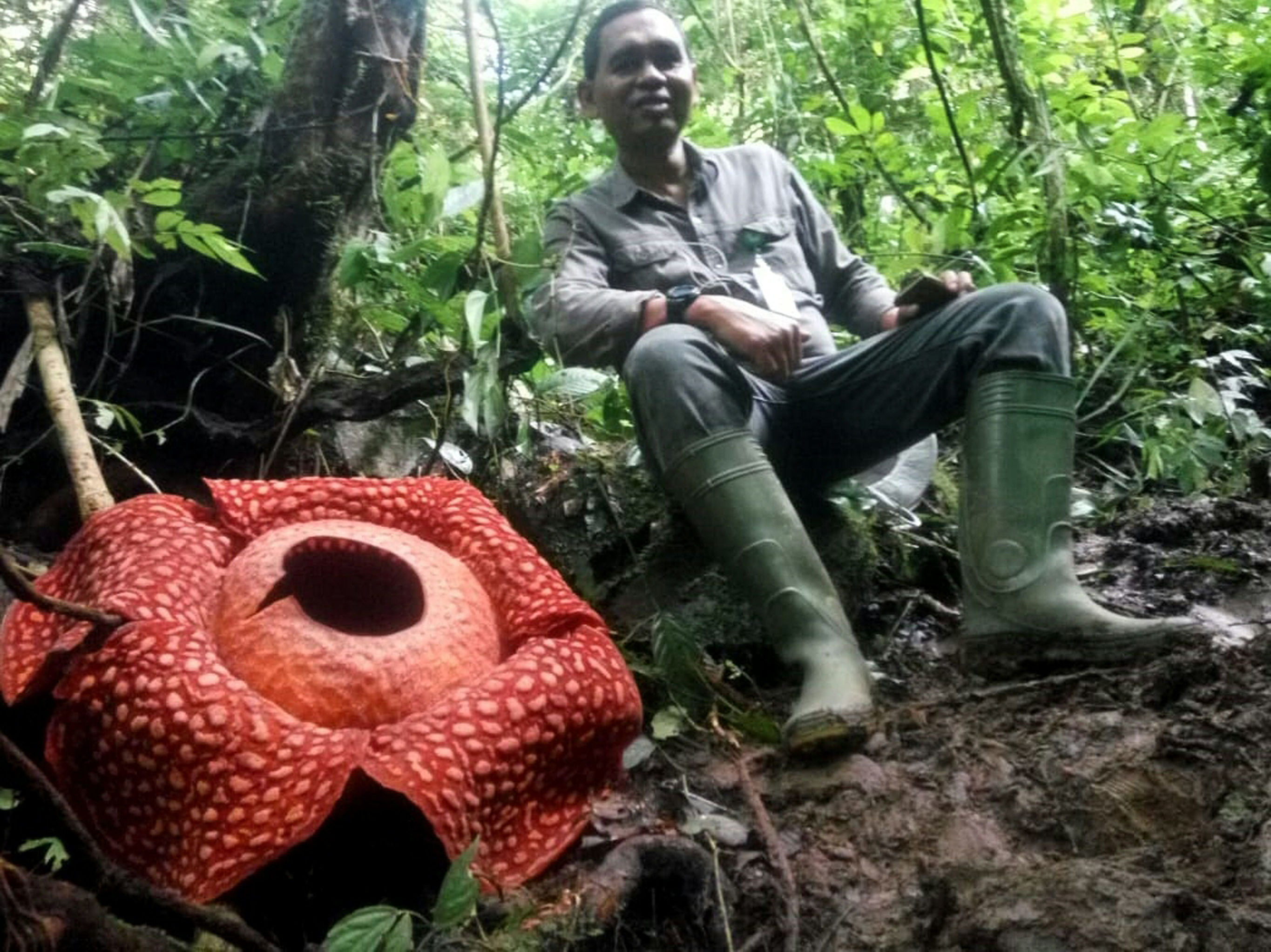 Самых больших червяков. Гигантский цветок раффлезия. Самый большой цветок в мире раффлезия. Раффлезия Арнольда. Самый большой цветок на Суматре.