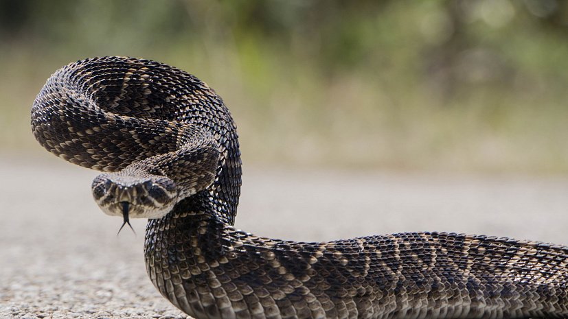 В Азербайджане обитает шесть видов ядовитых змей