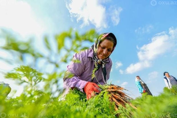 Храбрость азербайджанской женщины: сбор урожая под артиллерийским