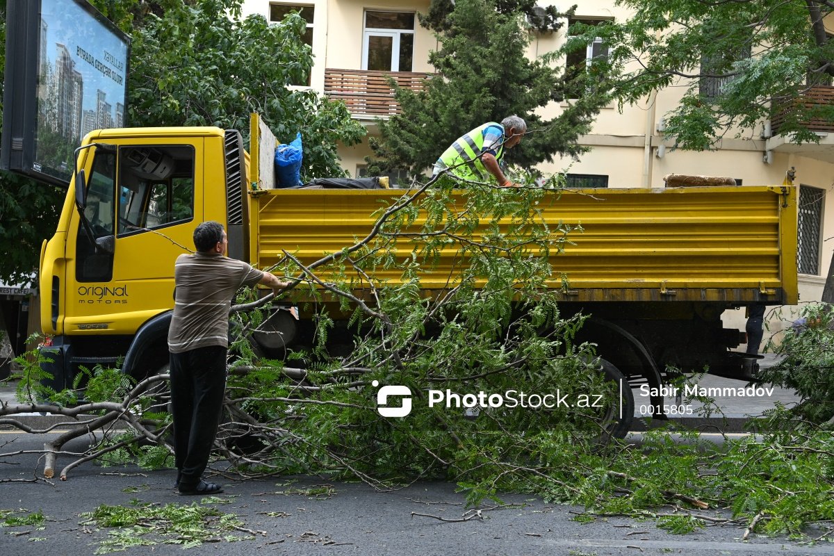 В Баку сильный ветер повалил несколько деревьев - ФОТО/ВИДЕО