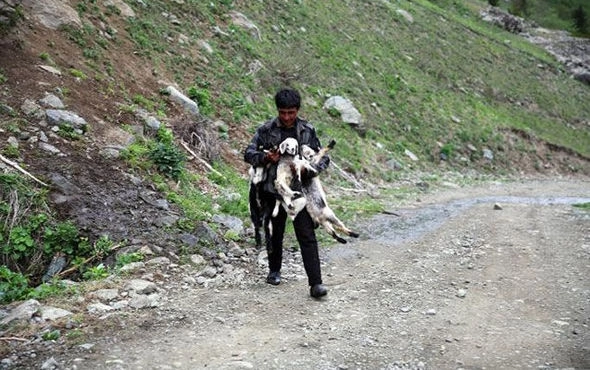 Азербайджанский пастух пасет овец на лугах Турции – ФОТО
