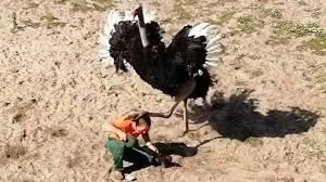 Aгрессивный страус набросился на работника зоопарка - ВИДЕО