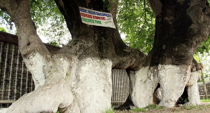 Священное дерево в Балакене стало местом поклонения сотен людей – ВИДЕО