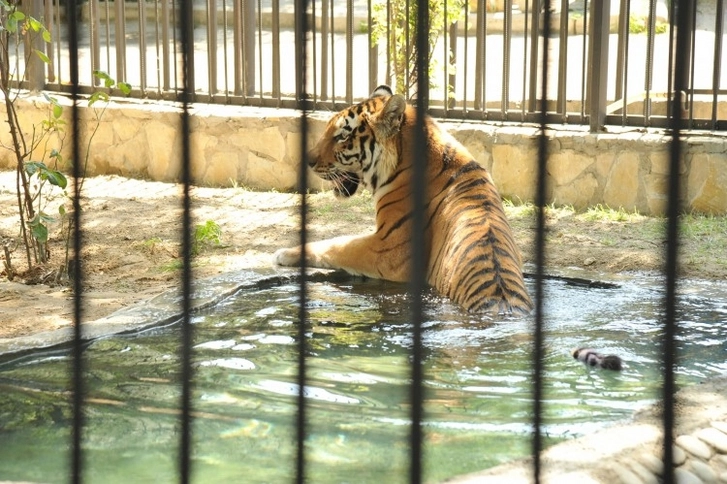 SOS: Животные в бакинском зоопарке умирают от голода