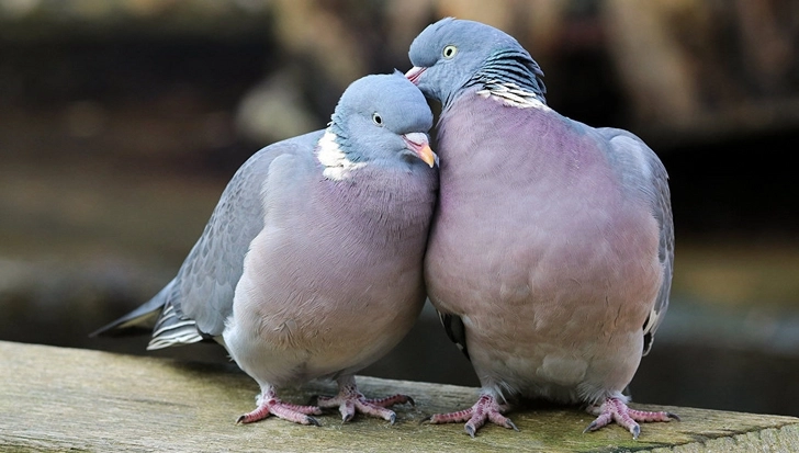 В Бангкоке введут наказание за кормление голубей