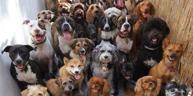 В Баку глава ИВ подал в суд на гражданина, содержащего 300 собак