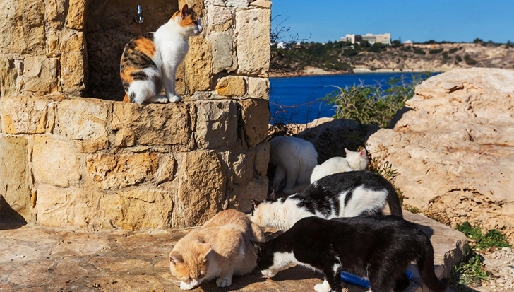 На Кипре появятся специальные места для кормления бездомных котов