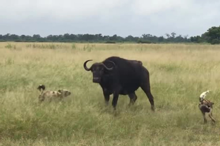 Хищники растерзали пять буйволят на глазах у их родителей – ВИДЕО