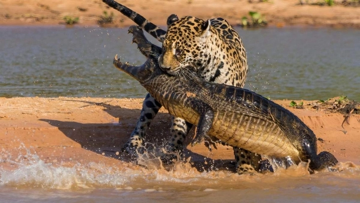Крокодил поймал леопарда - ВИДЕО