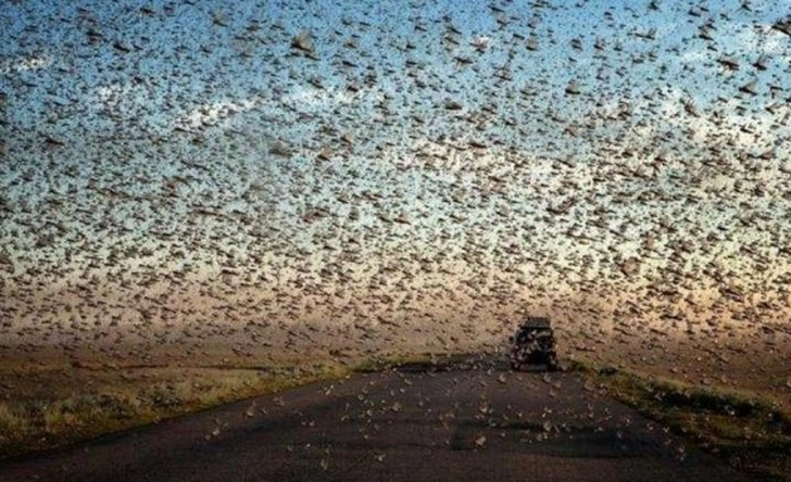 Замечено массовое исчезновение всех насекомых мира