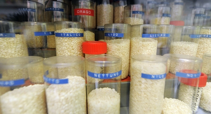 В Азербайджане начали выращивать новые сорта риса