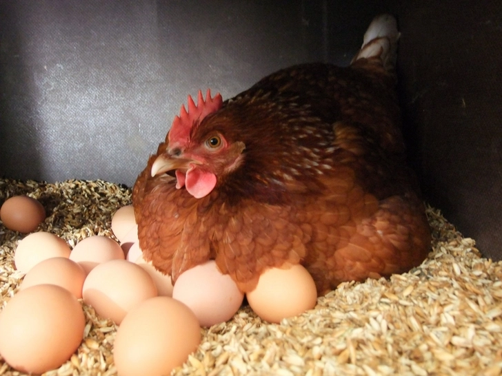 В Азербайджане резко подорожали деревенские яйца