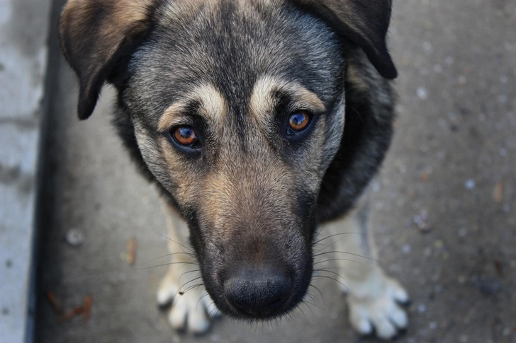 Начато расследование расстрела собак в Сумгайыте – ВИДЕО