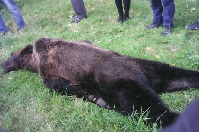 За убийство медведя задержаны шесть человек