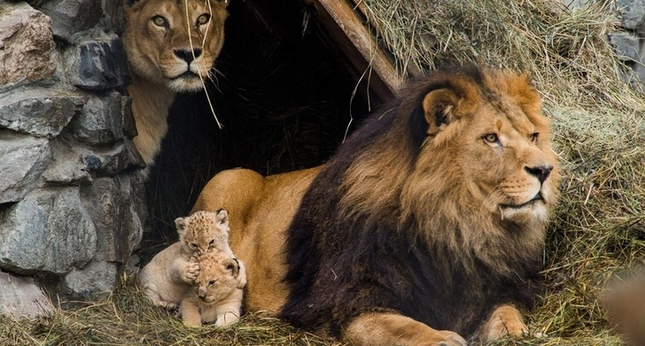 Ученые предсказали полное исчезновение львов