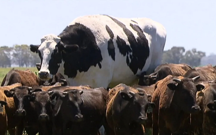 В Австралии нашли корову ростом с Майкла Джордана – ФОТО + ВИДЕО