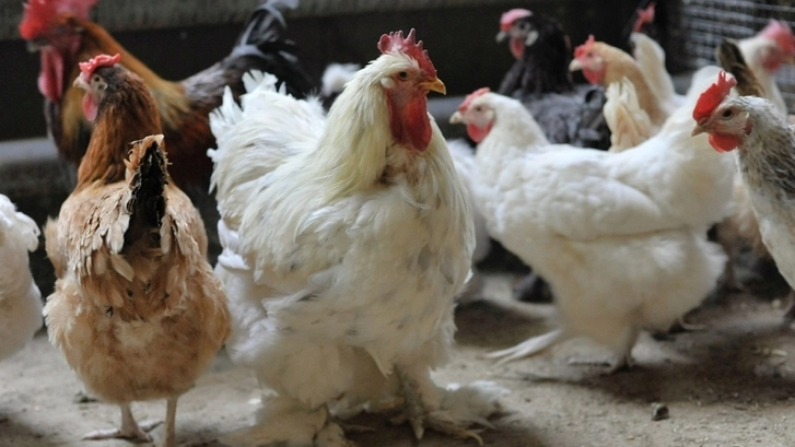 Угроза птичьего гриппа в Азербайджане