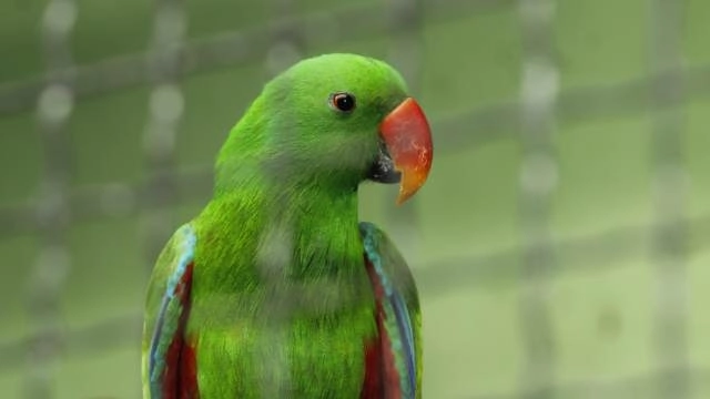 Установлена причина долголетия попугаев
