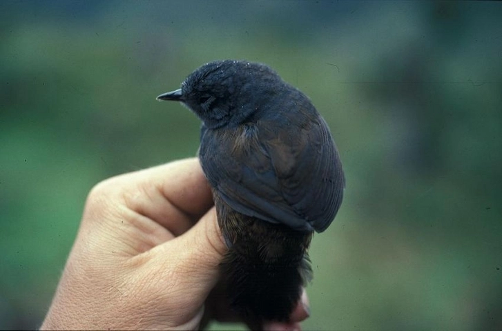 Обнаружена самая редкая птица в мире