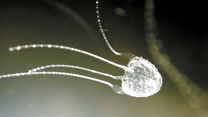 Самые опасные медузы Земли атаковали австралийцев