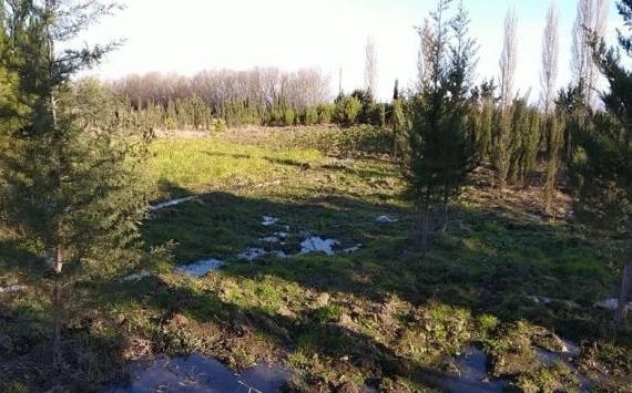 В Тертере с участка украдены 456 деревьев - ФОТО