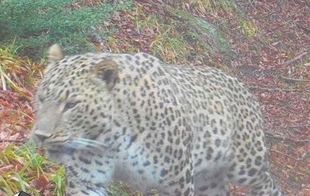 В Гирканском парке засняли еще одного леопарда – ФОТО