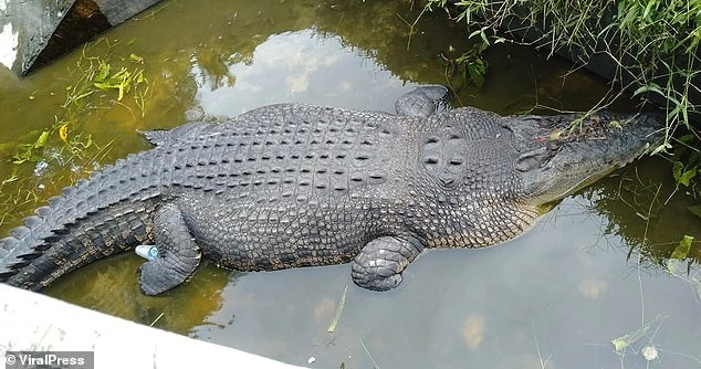 Крокодил заживо съел женщину в Индонезии – ФОТО
