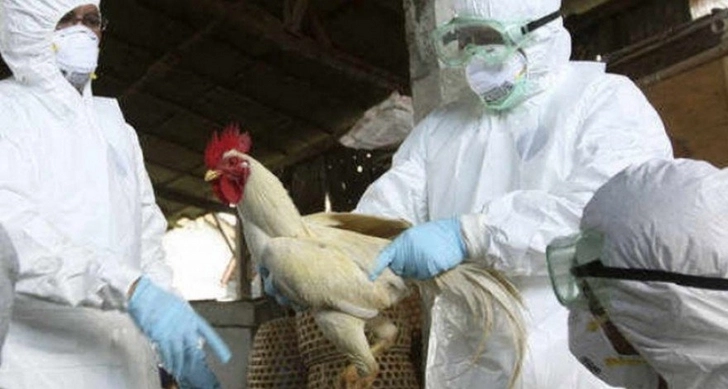 Обнародованы предварительные результаты мониторинга в связи с «птичьим гриппом»
