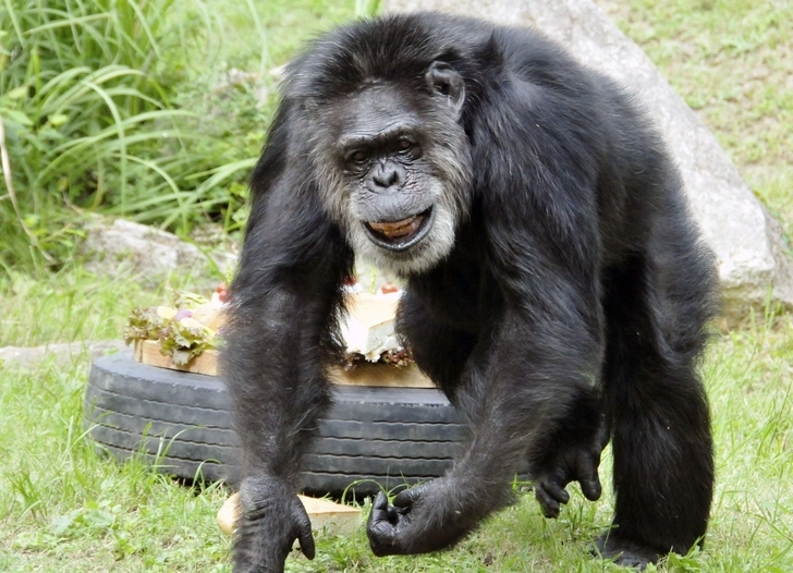 Умер самый старый шимпанзе Японии
