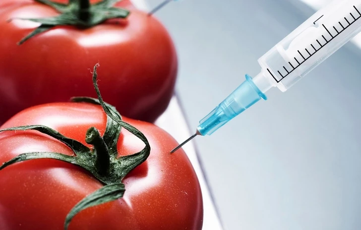 Откуда в Азербайджан попадают ГМО-продукты?