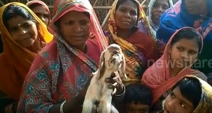В Индии обнаружили козу-циклопа