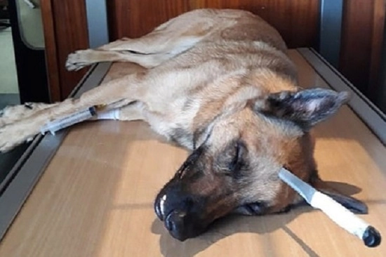 Собака с ножом в голове спасла хозяина и выжила