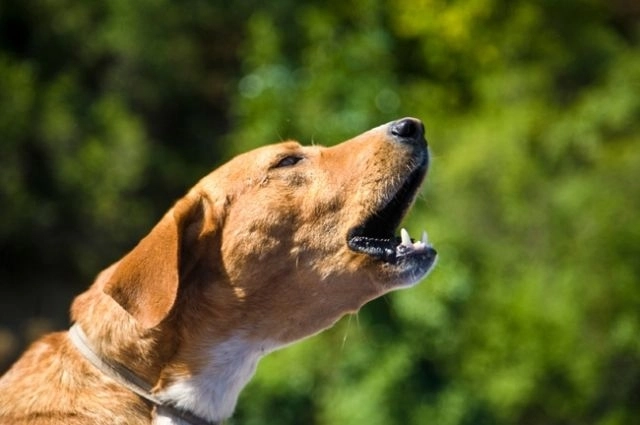 Мэр французского города запретил собакам лаять