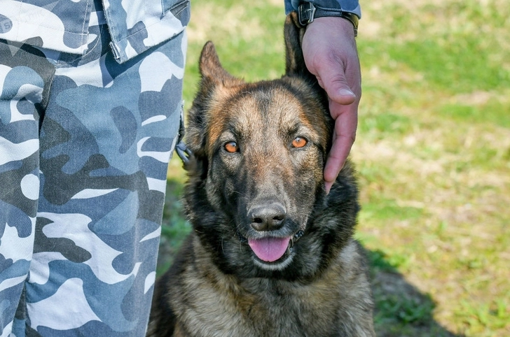 Хвостатые стражи границы: собаки на службе азербайджанской таможни - ФОТО