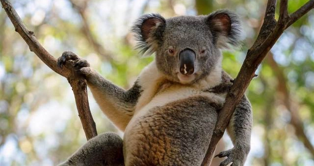 Принявшая «сексуальную» позу коала стала звездой в Сети – ФОТО