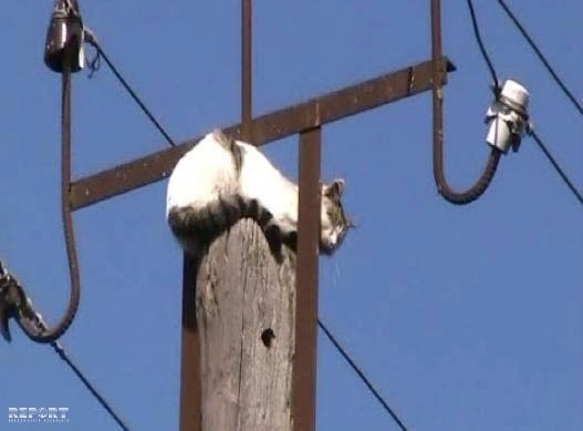 В Сальяне спасли кошку, целый день просидевшую на электрическом столбе - ФОТО
