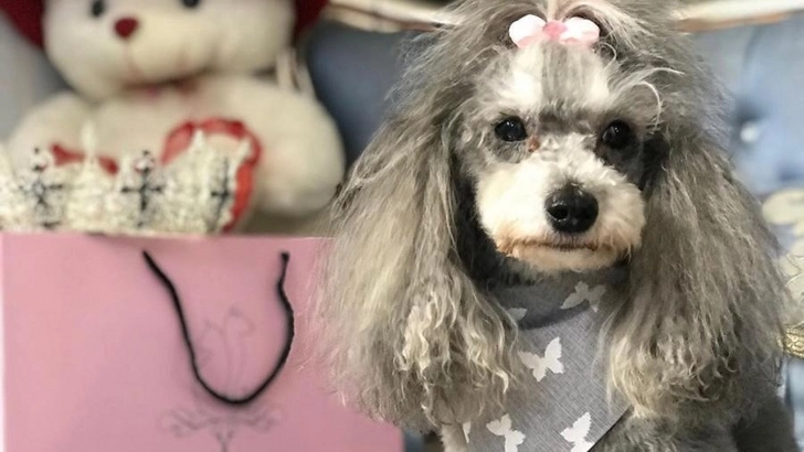 Известный телеведущий устроил день рождения для своей собаки - ФОТО/ВИДЕО