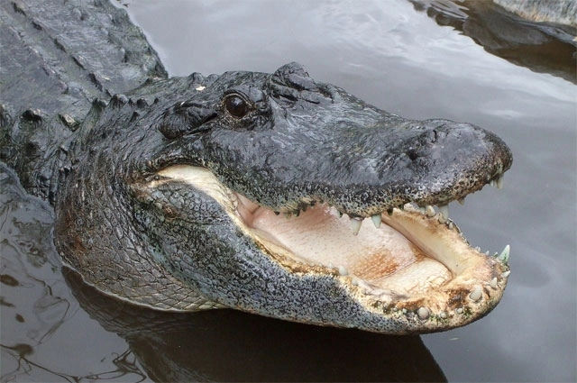 В США спасли застрявшего в канаве гигантского аллигатора - ФОТО