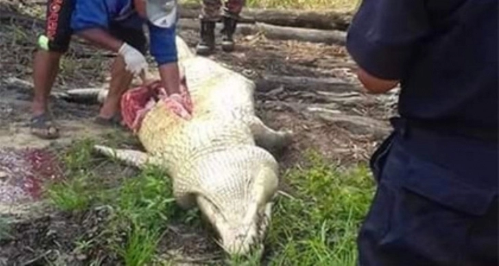 В Малайзии поймали крокодила-людоеда