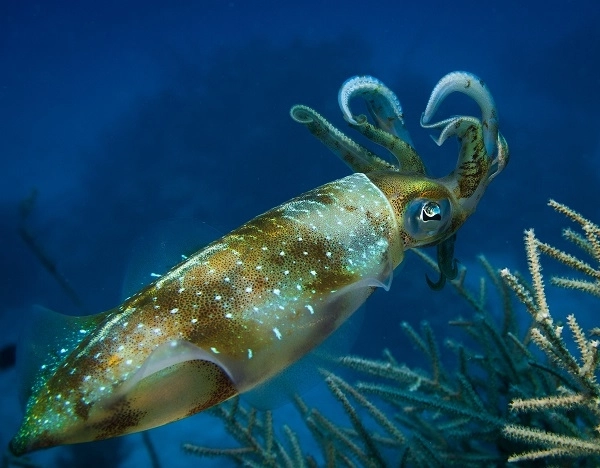 Ученые открыли, как кальмары контролируют хамелеоноподобные свойства