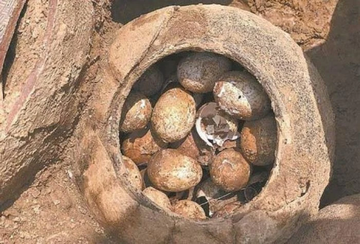 В Китае нашли куриные яйца, снесенные более 2 тысяч лет назад