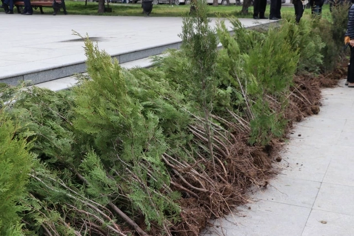 В Азербайджане акции по посадке деревьев обрели большой размах - ФОТО