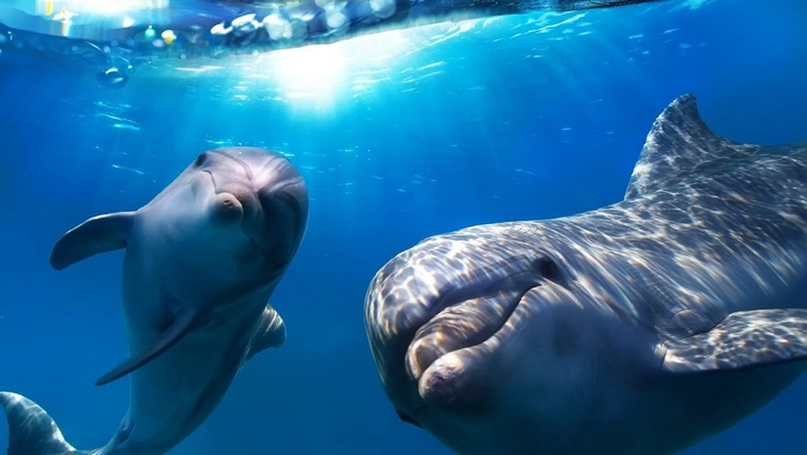 Дельфинам грозит вымирание