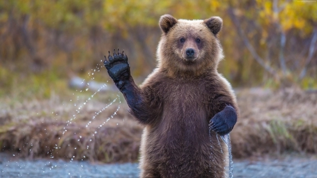 Набирает популярность видео с зажигательным танцем медведя - ВИДЕО