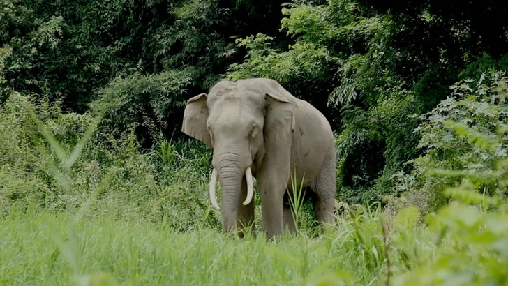 В Индии слон насмерть затоптал пять человек
