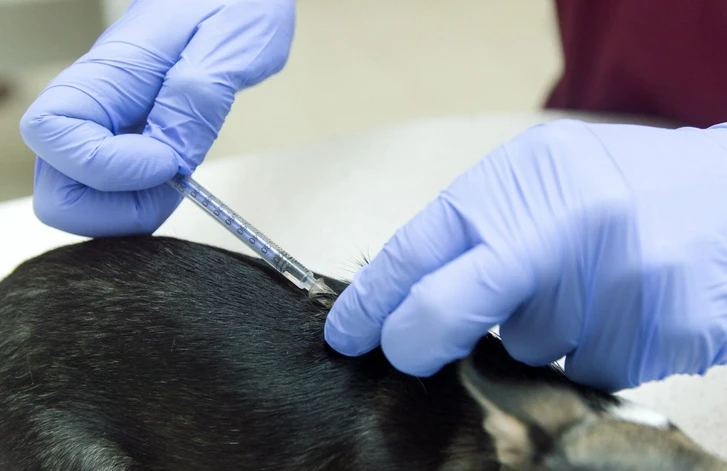 В Азербайджане проводится масштабная вакцинация домашних собак от бешенства