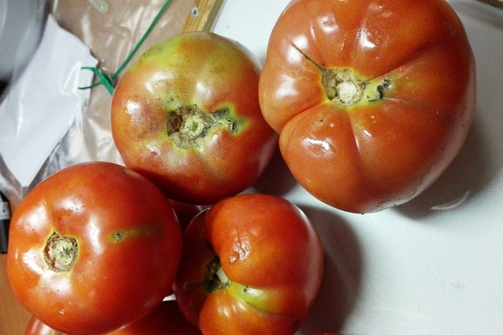 В Россию не пустили зараженные помидоры из Азербайджана