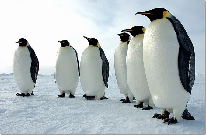 Императорские пингвины страдают из-за изменений климата в Антарктиде