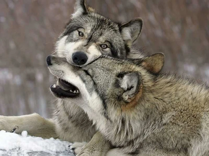 Волки оказались заботливее собак